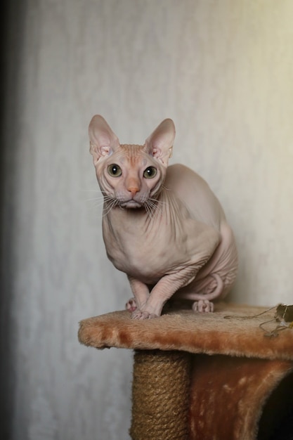 süßes Sphinx-Kätzchen sitzt auf dem Bett