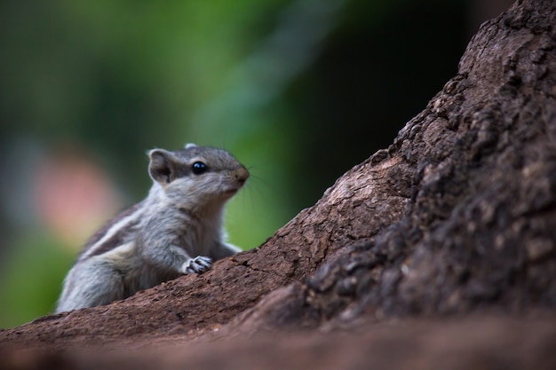 Süßes und entzückendes Eichhörnchen oder Nagetier oder auch bekannt als Chipmunk auf dem Baumstamm