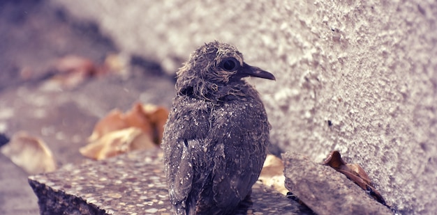 Süßes Vogelbaby, das auf dem Boden sitzt