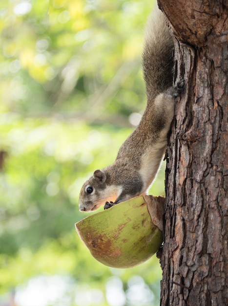 Süßes Waldhörnchen kam vom Baum herunter, um Essen von den Dorfbewohnern zu essen.