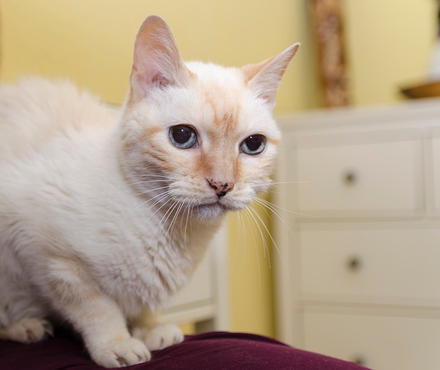 Süßes weißes Katzenporträt mit blauen Augen