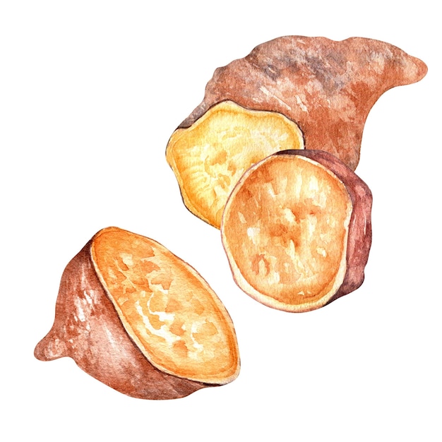 Süßkartoffelbatata in Scheiben geschnittene Aquarellillustration isoliert