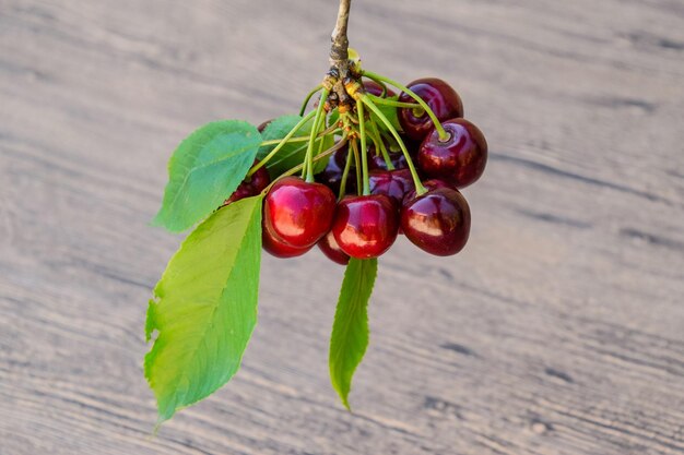 Süßkirschbeeren mit Zweig und Blättern Reife rote Süßkirsche