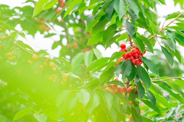 Süßkirschen auf einer Niederlassung kurz vor Ernte im Frühsommer