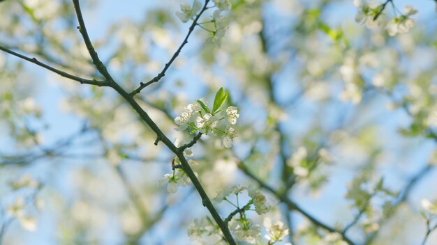 Süßkirschzweig mit weißen Blüten, eine Sorte Kirschblütenpflanze der Familie der Rosen oder der Rosaceae