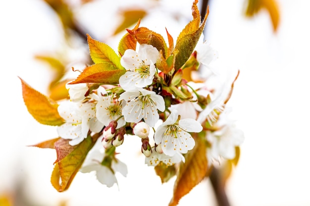 Süßkirschzweig mit weißen Blüten und jungen frischen Blättern auf hellem Hintergrund