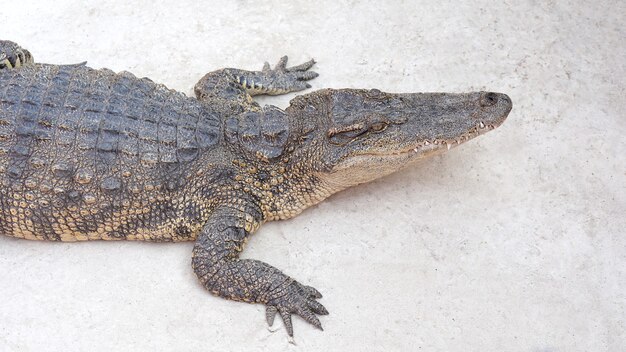 Süßwasser- oder siamesisches Krokodil Crocodylus siamensi