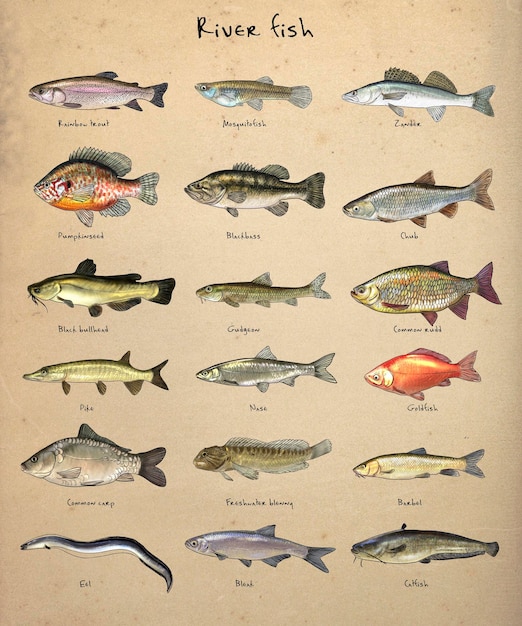 Süßwasserfische