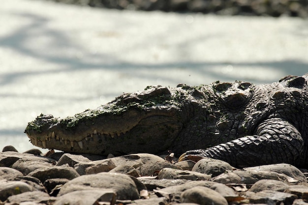 Süßwasserkrokodil