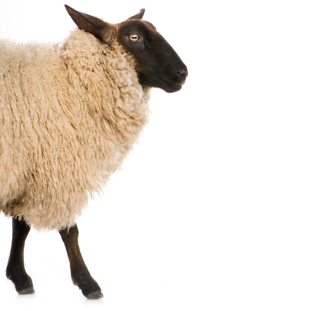 Foto suffolk ovejas delante de un fondo blanco.