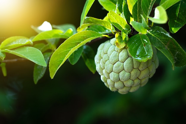 Sugar Apple o anona en el árbol