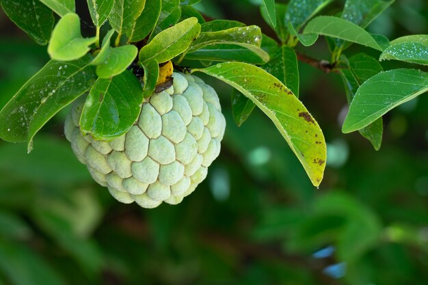 Sugar Apple o anona en el árbol