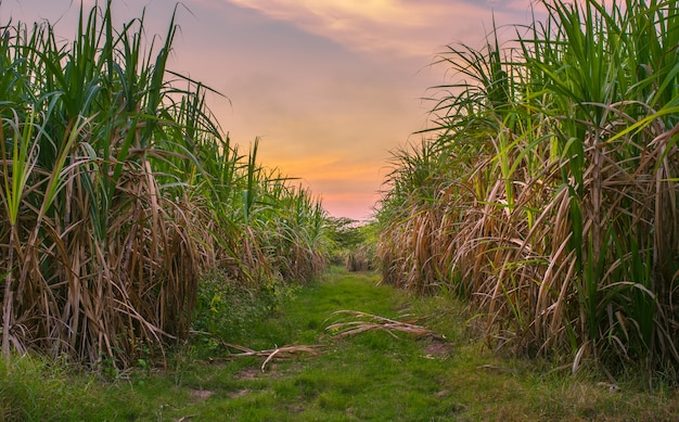 Sugar cane com fundo da natureza da fotografia do céu do por do sol da paisagem.