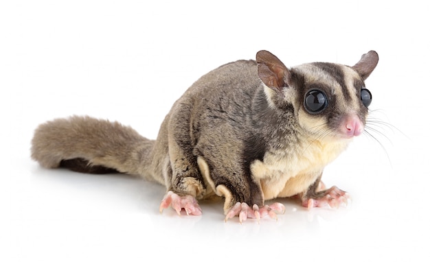 Sugar Glider auf Leerraum