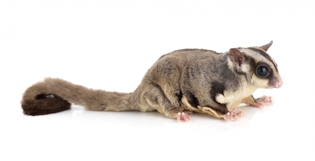 Sugar Glider en el espacio en blanco