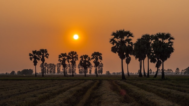 Sugar Palm Tree und Sonnenuntergang