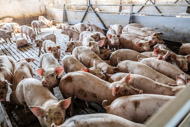 Foto suinocultura, criação e pecuária muitos porcos farejando e comendo em seu curral