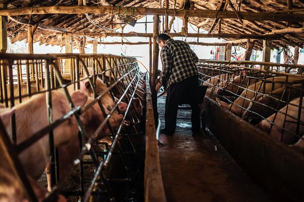 Foto suinocultura o fazendeiro está alimentando os porcos ou a fazenda de porcos vista traseira de um fazendeiro alimentando o gado