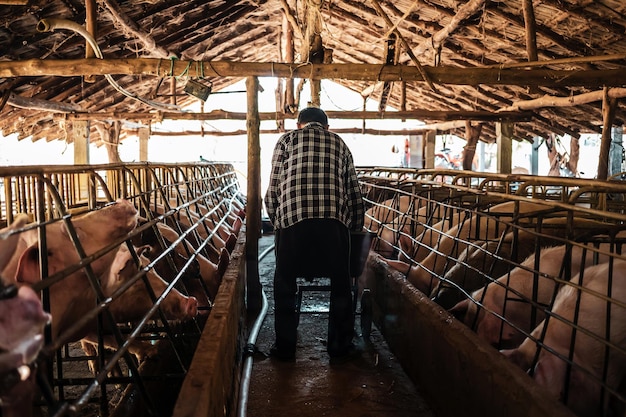 Foto suinocultura o fazendeiro está alimentando os porcos ou limpando a fazenda de porcos vista traseira de um fazendeiro