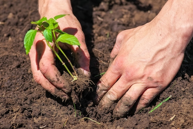 Sujas e enlameadas de mãos masculinas e plantas terrestres