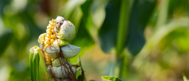 Sujeira de milho. Doença de Ustilago maydis. Espiga de milho infectada com ferrugem de milho, doença do milho reduz a produtividade na agricultura