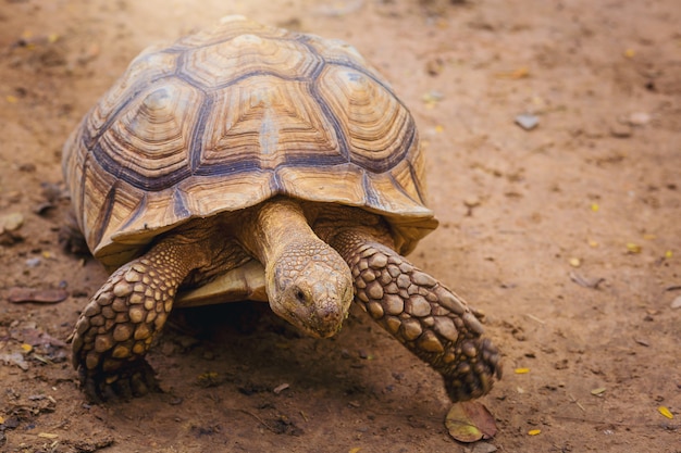 Sukata Turtle, Landschildkröte auf dem Boden im Zoo