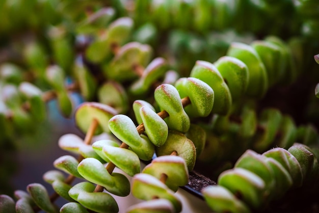 Sukkulent Crassula Hottentotte