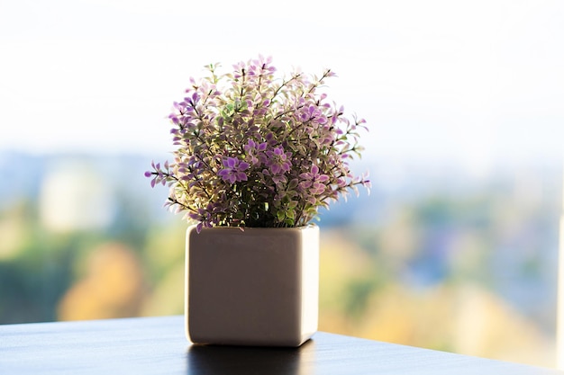 Sukkulente auf der Fensterbank im modernen Schlafzimmer.