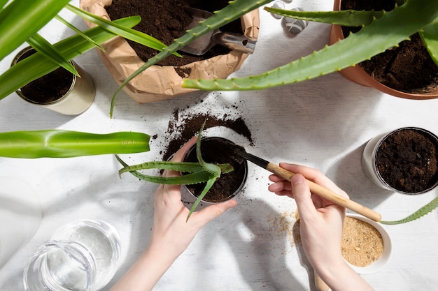 Sukkulente für den Hausgarten pflanzen. Wiederverwendung von Zinn zum Anbau von Pflanzen. Null Abfall, Recycling, Wiederverwendung, Upcycling.