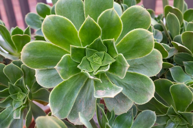 Foto sukkulente im garten aus nächster nähe. natürlicher hintergrund.