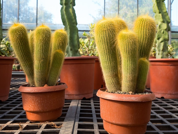 Sukkulenten im Garten