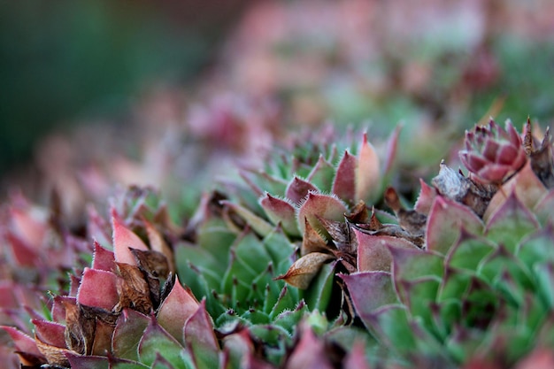 Sukkulenten im Garten