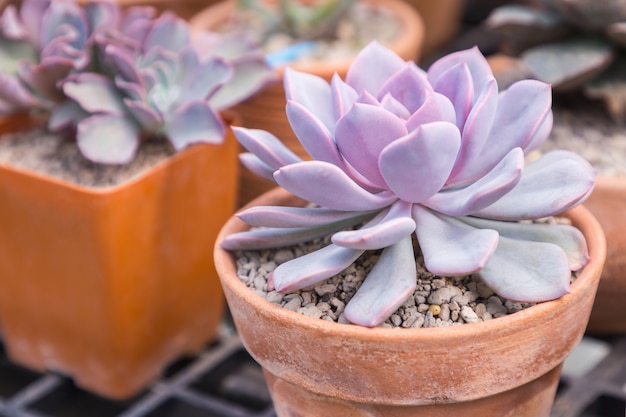 Sukkulenten oder Kaktus im botanischen Garten der Wüste.