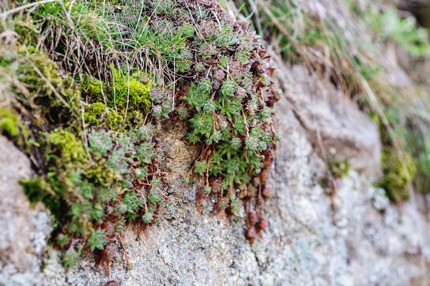 Sukkulenten wachsen in der Nähe eines Granitsteins zwischen Gras und Moos