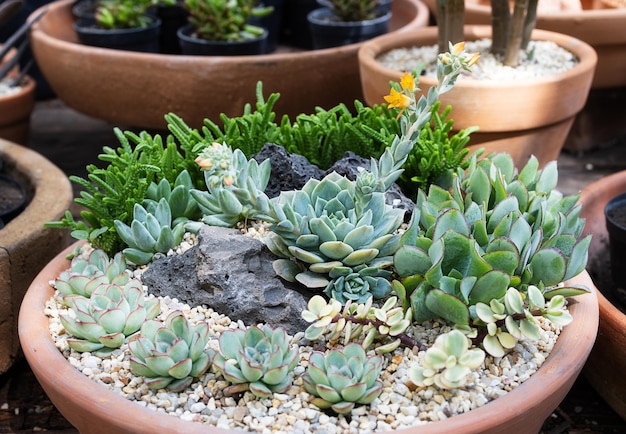 Sukkulentengarten im großen Tontopf Minigärten als Hobby anbauen