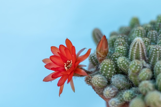 sukkulentenkakteen und blumen isoliert oder in gartensonne