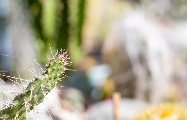 sukkulentenkakteen und blumen isoliert oder in gartensonne