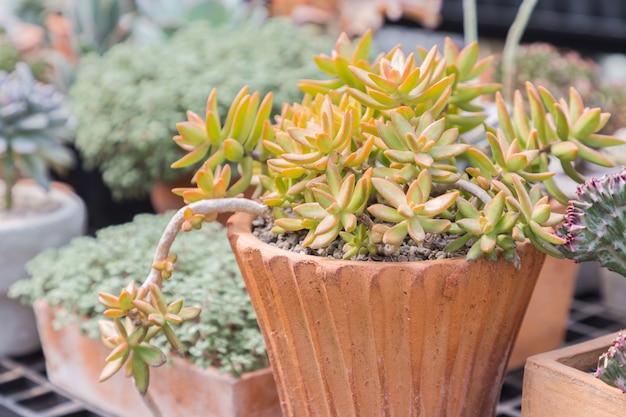 Sukkulentenkaktus im botanischen Garten der Wüste