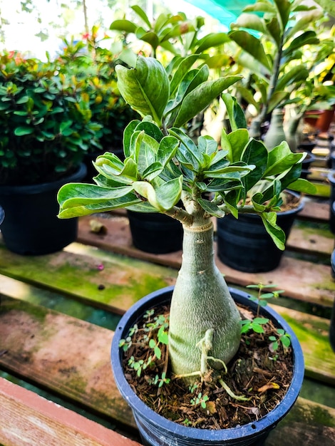 Sukkulenter botanischer Pflanzentopf im Freien im Gewächshaus Frühlingszimmerpflanze, die auf dem Gartenboden eingetopft ist