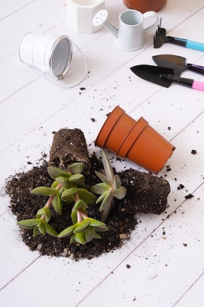 Foto sukkulents y macetas de suelo y herramientas de jardinería concepto de jardinería doméstica