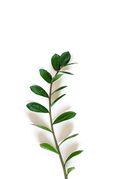 Sul-Africano planta Zamioculcas, ramo com folhas de plantas de casa na parede branca com sombras
