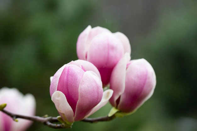 Sulange magnolia Tulipa negra fechada em um galho de árvore