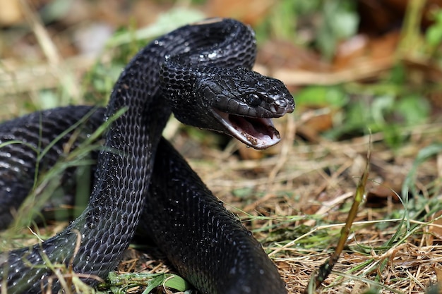 Sulawesi Mangrove Snake (Boiga dendrophila gemmicincta) Black Morph Nahaufnahme