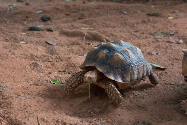 Sulcata-Schildkröte (Geochelone sulcata) ist eine der größten Schildkrötenarten der Welt.