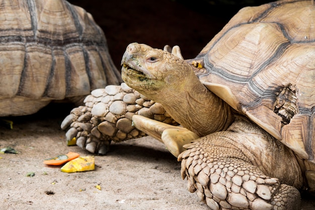 Sulcata-Schildkröte liegt in der Natur.