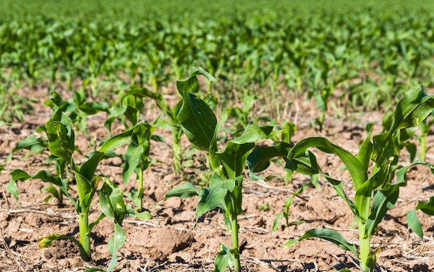 Sulco da terra arada com milho plantado