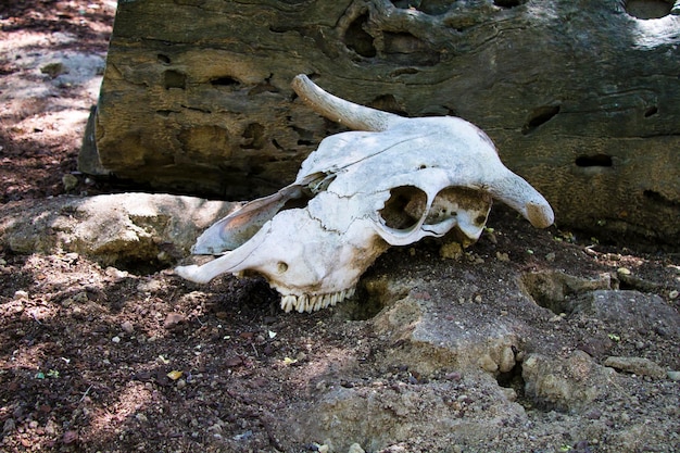 Sulco de vaca em um deserto