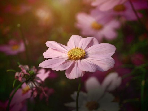 Sulphur Cosmos en el jardín