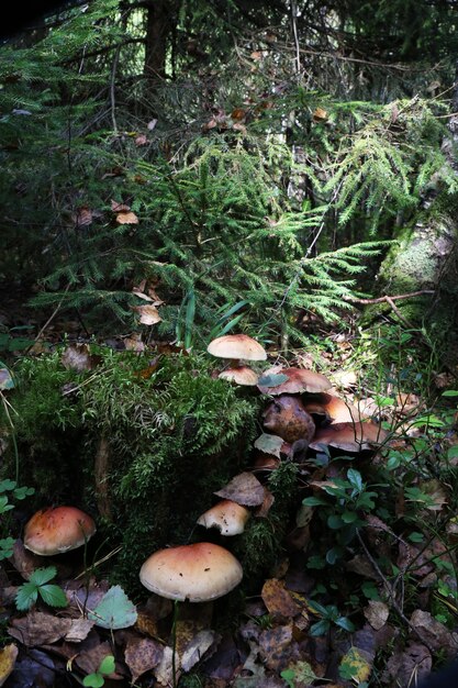 Sulphur Tuft Pilze Hypholoma fasciculare wachsen auf einem Baumstamm.