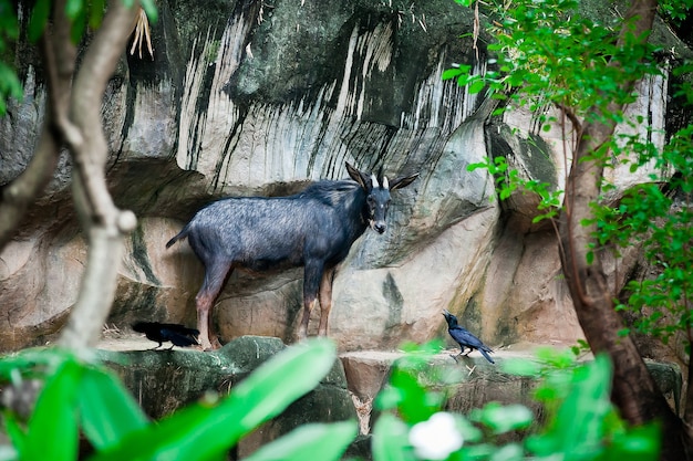 Foto sumantran serow una especie de antílope de cabra nativo de los bosques de montaña en la península de tailandia-malay.